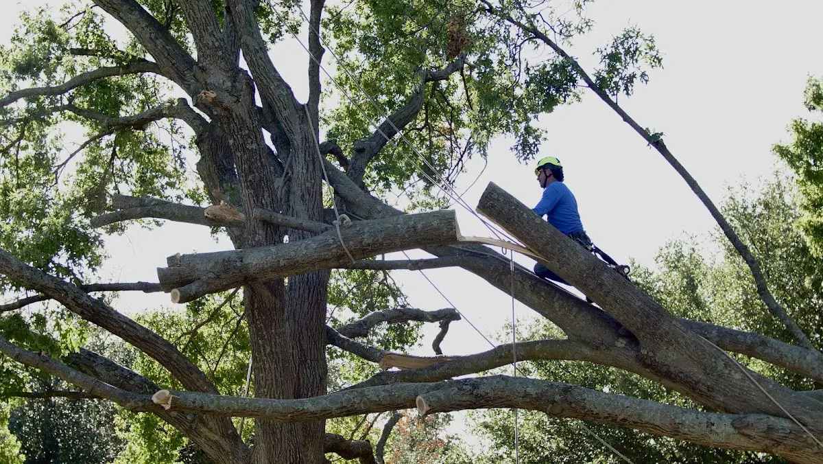 Professional Crown Thinning performed by certified arborists in Mica