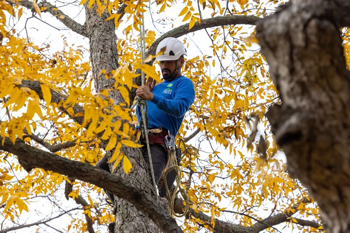 Skilled Tree Planing crew working in Mica