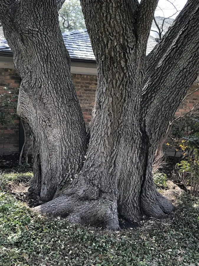 Mature heritage tree close to a Mica property cared for by certified arborists