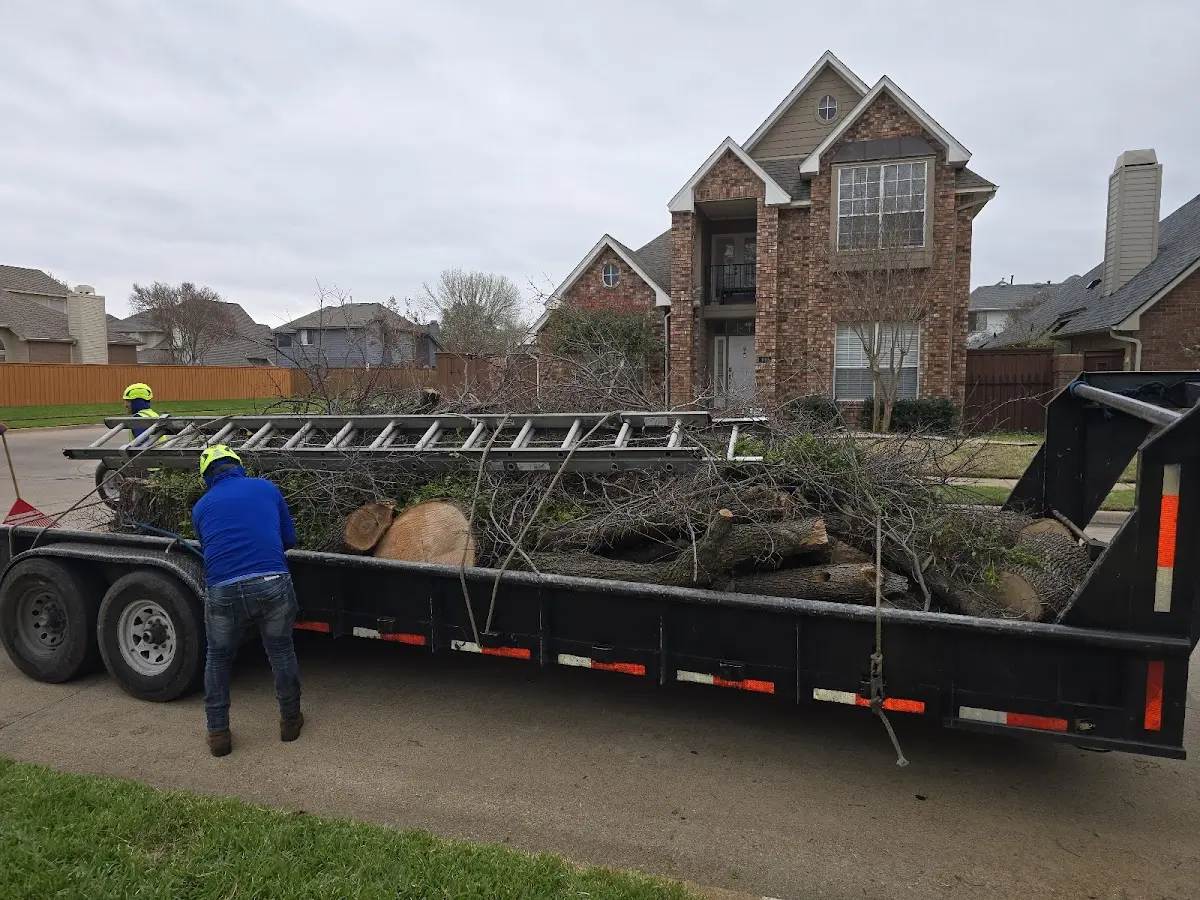 Expert Tree Pest Control with proper safety equipment in Mica